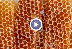 Борислав Инчев Загубихме 50 от пчелните семейства тази годинаБългарските пчелари