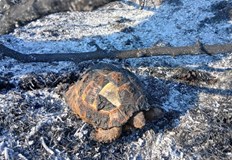 Центърът в Стара Загора приема животни от цялата странаДоброволци от