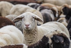 Епизоотичната комисия ще обсъди допълнителни мерки в четвъртък от 11