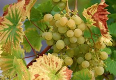 Въвеждат забрана за внос и транзит на грейпфрут и семена