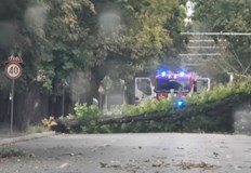 Множество дървета затрудняват движението след бурята в РусеГрадският транспорт в