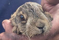 Павел приютил и хранил животните до получаване на специализирана помощДоброволецогнеборец