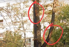 Направи ми впечатление че едно от падналите дървета след бурята