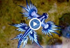 Лилави медузи нахлуват в Гърция а сините дракони от Испания