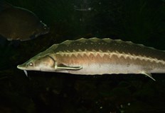 Забранява се и търговията с всички продукти от четирите вида