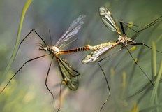 Заболяването се предава само чрез ухапване от комариКитайски лекари са