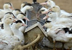 Три огнища на птичи грип регистрирани в РаковскиБългарската агенция по