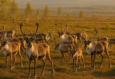 Рекордната 22 дневна жега причини смъртта на животни в ЛапландияРекордните горещини