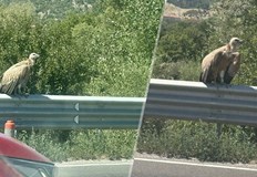 Младата птица от Кресненския пролом не може да се издигне