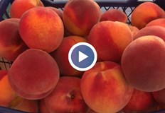 Четвърто поколение производител разкрива причините за рекордните цени в село