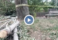 Кметът уволни директора на Градини и паркове след трагедиятаСъпругата на