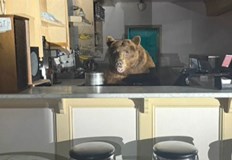 Полицаи от Ел Дорадо изкарали животното без инцидентиНеобичаен клиент посети