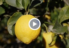 Българските фермери отчитат най лошата земеделска година за десетилетиеЗемеделската 2025 година