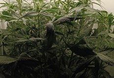 Открити са халюциногенни гъби и хексахидроканабинол при спецоперация в СофияСтолични