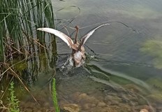 Експерти транспортираха бедстващите птици до Врачанския язовир след сигнал от