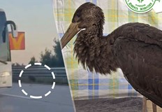 Птичето от застрашен вид бе спасено от организацията Дивите Животни Драматично