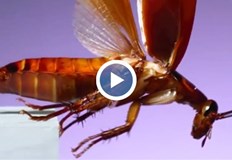 Неприятните насекоми пренасят вируси и бактерииДесетки сигнали за поява на