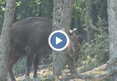 Три малки са се родили тази година в Родопите а