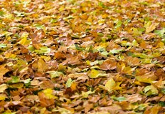 Синоптикът Марияна Попова от НИМХ очаква сухо време с малко