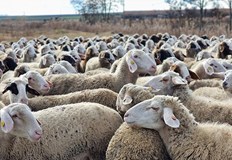 Специалистът предупреди за риск от унищожаване на генетичните ресурси на