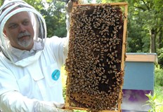 Климатичните промени намалиха добива от 20 на 10 килограма на