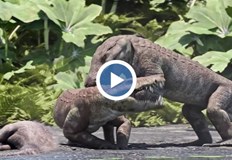 Древното влечуго е тежало 250 килограма и е имало мощни