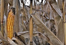 Търсят алтернативни култури заради поредната катастрофална година за царевицатаЗемеделските производители