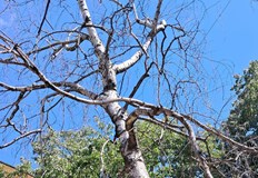 Сухи брези около блок Бреза в Русе създават риск за