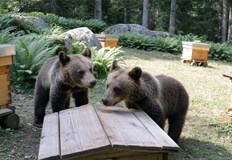 Младите животни са засечени от камери кметството призовава за бдителност