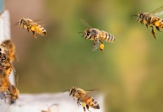 Препаратът носи масова смърт на пчелитеФренският президент Еманюел Макрон подписа