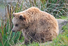 Кметът на Троян уведоми полицията и горското стопанствоГраждани забелязаха мечка