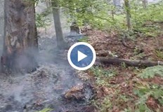 Новите огнища са открити при обход на горските служителиСамо ден