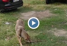 14 годишно момиче e с множество рани по крака след атака