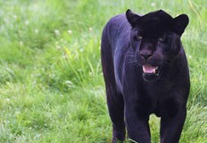 Мъж твърди че е забелязал животното в понеделник на пътя