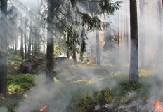 По голямата част от пожарите са причинени от човешки действияНад 1