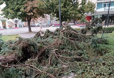 Бурният вятър събори дървета в Русенско и затвори временно Дунав