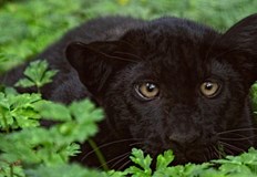 Няма нови следи от хищникаАкцията по издирването на черния леопард