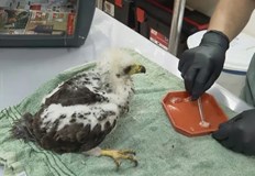 Таралежи костенурки лалугери и насекоми не успяха да избягат от