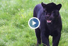 Хищникът е заснет от човек пътуващ от Русе към СилистраПореден