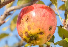 Изпитани градинарски практикиСтрупясването остава една от най разпространените и разрушителни болести