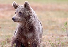 Половината от българските мечки живеят в Смолянския регионИновативен проект за