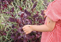 Въвеждат мерки като при COVID пандемията в провинция Гуандун заради