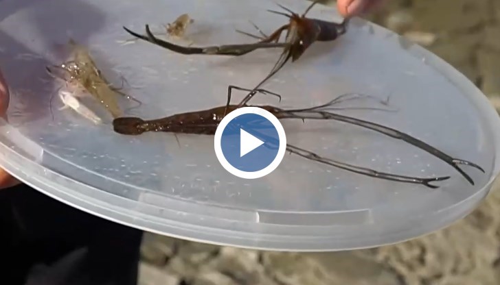 Инвазивният вид може да доведе до изчезването на някои риби в реката