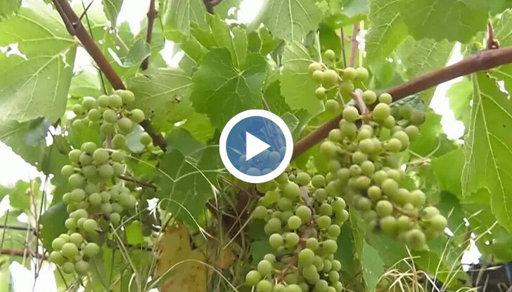 Производители в Монтанско апелират към властите да не разрешават внос на грозде тази година