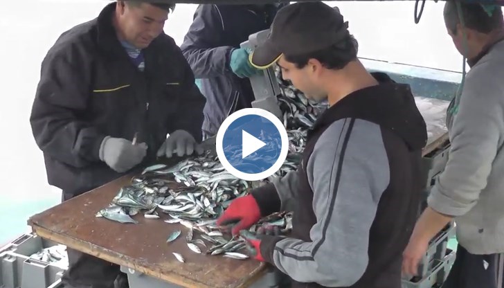 Предстоящото поскъпване на разрешителните и таксите за риболов предизвиква тревога сред бранша