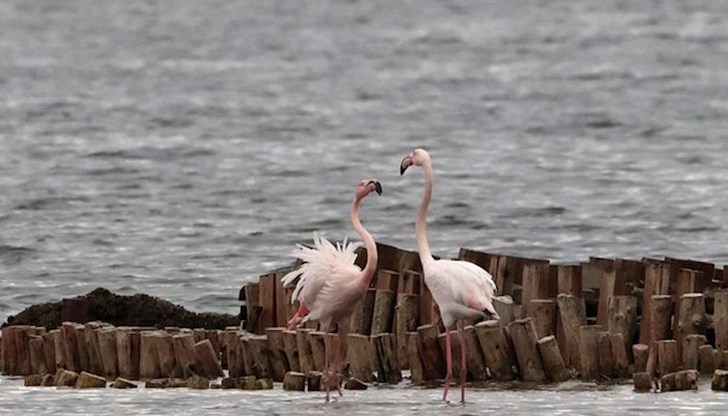 Над 4000 птици вече живеят постоянно в Атанасовското езеро и успешно отглеждат потомство