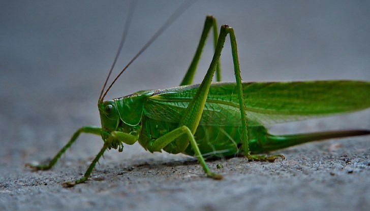 Нашествието е свързано с разрушаването на язовир "Каховка" и военните действия в региона