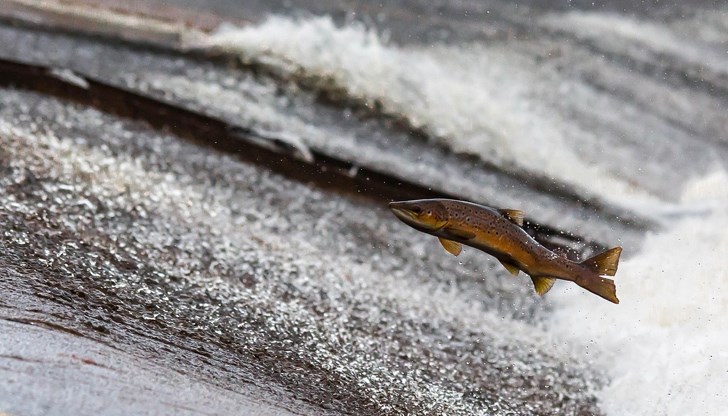 Няколко градуса разлика в океанската вода предизвикват екологична катастрофа Няколко градуса разлика в океанската вода предизвикват екологична катастрофа
