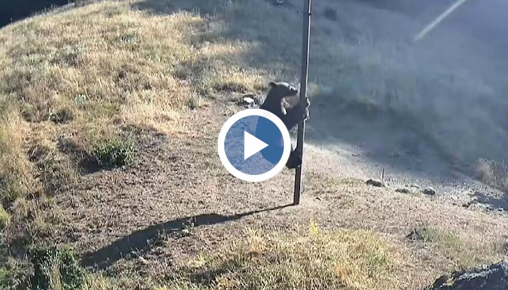 Димитър Кибарев: Жив съм благодарение на кучетата си