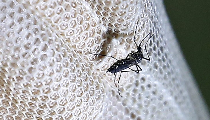 Проф. Кантарджиев съветва двойни фланелки и репеленти срещу заразените комари